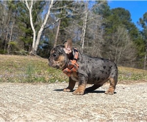 French Bulldog Puppy for sale in LOCUST GROVE, GA, USA