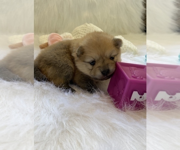 Medium Photo #5 Pomeranian Puppy For Sale in BEULAVILLE, NC, USA