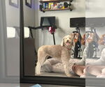 Small #1 Labradoodle