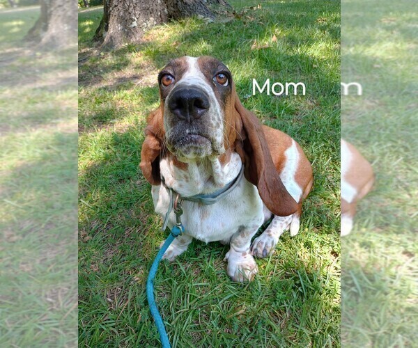 Medium Photo #1 Basset Hound Puppy For Sale in MOUNTAIN VIEW, AR, USA