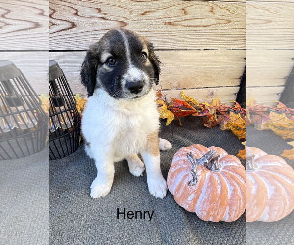 Medium Photo #1 Labrador Retriever-Unknown Mix Puppy For Sale in Fort Worth, TX, USA