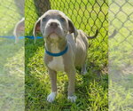 Small #5 Bulldog
