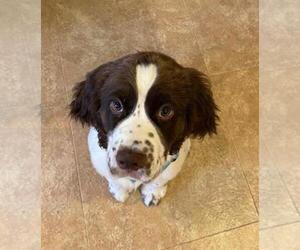 English Springer Spaniel Puppy for sale in GRAND ISLAND, NY, USA