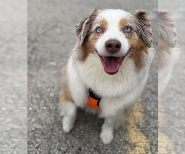 Medium Photo #3 Australian Shepherd Puppy For Sale in Muskegon, MI, USA