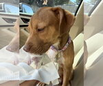 Small #4 Labrador Retriever Mix