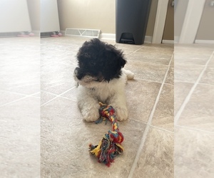 Bernedoodle Puppy for sale in MILWAUKEE, WI, USA