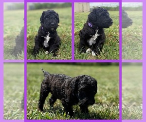 Medium Goldendoodle