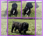 Puppy Poppy Goldendoodle