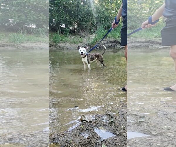 Medium Photo #12 American Pit Bull Terrier-Unknown Mix Puppy For Sale in Germantown, OH, USA