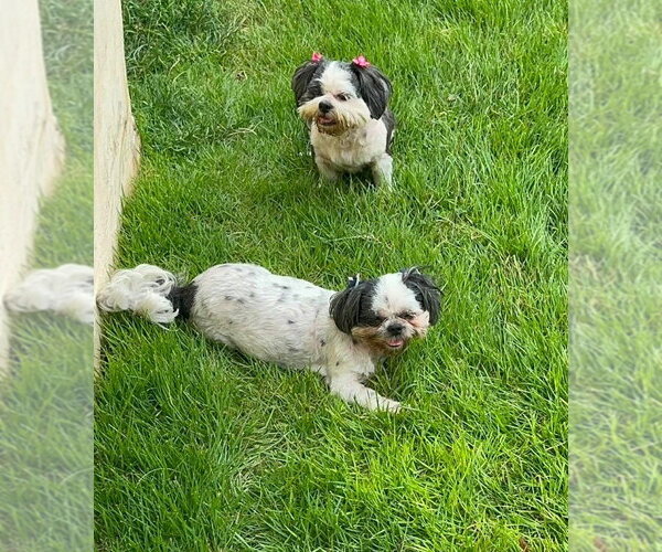 Medium Photo #4 Shih Tzu Puppy For Sale in FRAMINGHAM, MA, USA
