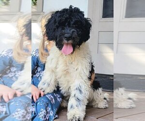 Portuguese Water Dog Puppy for sale in NEWVILLE, PA, USA