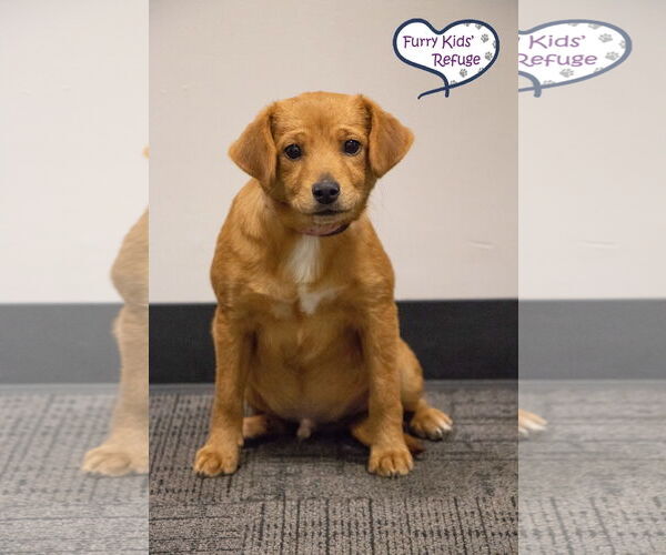 Medium Photo #4 Retriever -Unknown Mix Puppy For Sale in Lee's Summit, MO, USA