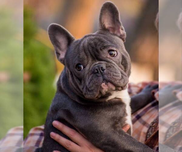 Medium Photo #1 French Bulldog Puppy For Sale in RENTON, WA, USA