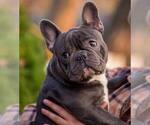 Small Photo #1 French Bulldog Puppy For Sale in RENTON, WA, USA