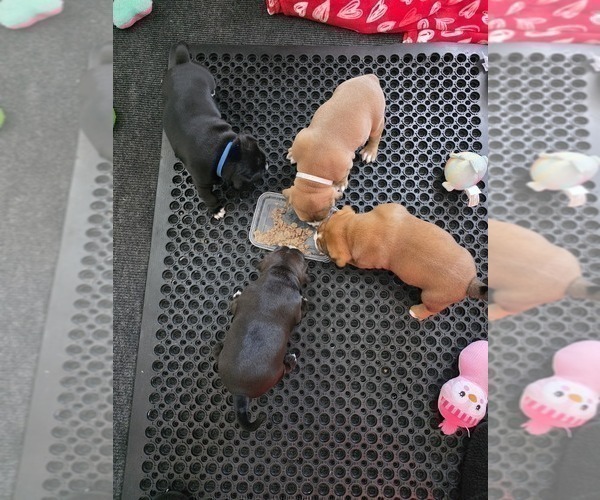 Medium Photo #8 American Bully Puppy For Sale in PADUCAH, KY, USA