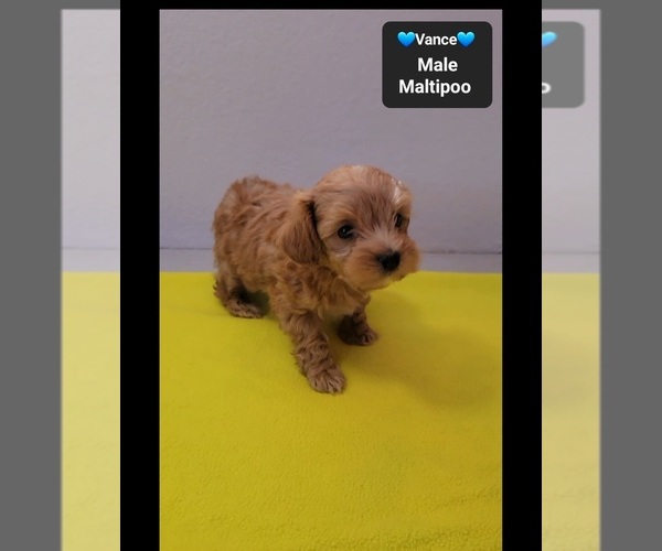 Medium Photo #2 Maltipoo (Toy) Puppy For Sale in TUCSON, AZ, USA