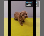 Vance - Male Maltipoo (Toy) Puppy for Sale - Photo #2