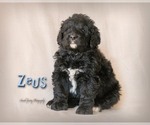 Small Photo #10 Bernedoodle Puppy For Sale in WEST SALEM, OH, USA