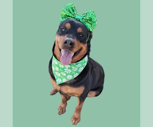 Medium Photo #1 Rottweiler Puppy For Sale in Bakersfield, CA, USA