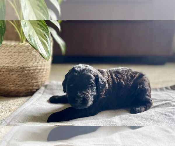 Medium Photo #2 Goldendoodle Puppy For Sale in BUFFALO, MO, USA