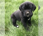 Puppy 3 Boxer-Golden Retriever Mix