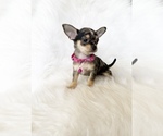Small #3 Chihuahua