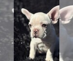 Small #2 Faux Frenchbo Bulldog-French Bulldog Mix