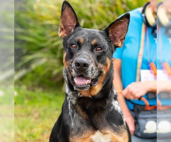 Medium Photo #1 Catahoula Leopard Dog-German Shepherd Dog Mix Puppy For Sale in Camarillo, CA, USA