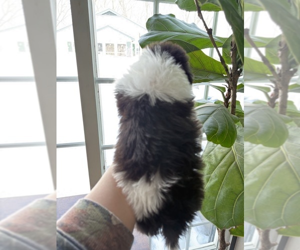 Medium Photo #5 Mal-Shi Puppy For Sale in JOHNSTON, RI, USA