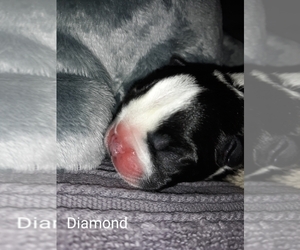 Boston Terrier Puppy for sale in GALESBURG, IL, USA