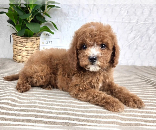Medium Photo #3 Cavapoo Puppy For Sale in GREENFIELD, IN, USA