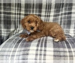 Small #3 Cavapoo