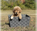 Small Photo #6 Goldendoodle Puppy For Sale in WILLIS, TX, USA