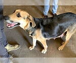 Small #1 German Shepherd Dog Mix