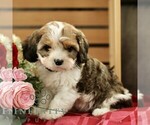 Small #2 Cavachon