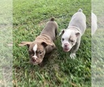 Small #20 Olde English Bulldogge