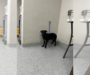 Labrador Retriever-Unknown Mix Dogs for adoption in Pasadena, TX, USA