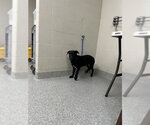 Small Labrador Retriever Mix