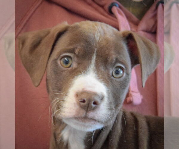 Medium Photo #5 Border Collie-Chocolate Labrador retriever Mix Puppy For Sale in Huntley, IL, USA