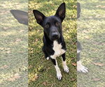 loki 1yr old AVA 9/30 - Male Mutt Dog for Adoption - Small photo