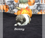 Small #6 Poodle (Toy)