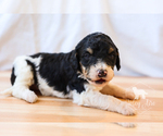 Small Photo #11 Bernedoodle Puppy For Sale in CARLOCK, IL, USA