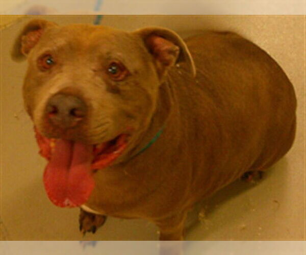 Medium Photo #1 Mutt Puppy For Sale in Sanford, FL, USA