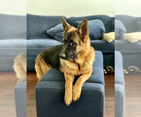 Medium Photo #4 German Shepherd Dog Puppy For Sale in BRUCEVILLE, TX, USA