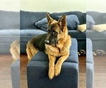 Small #3 German Shepherd Dog