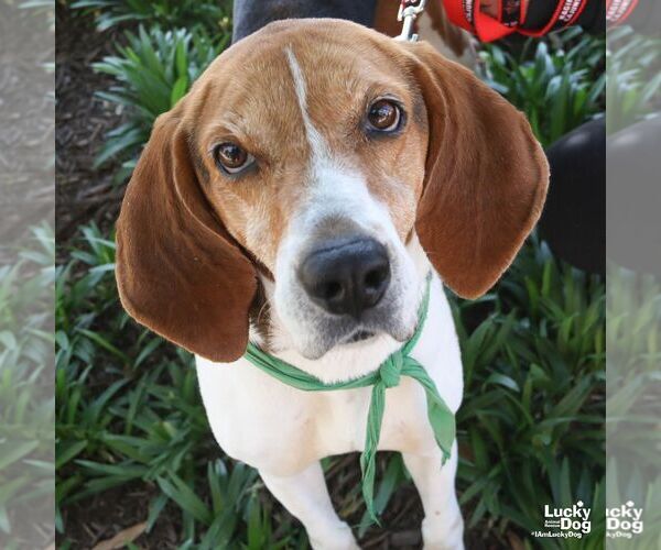 Medium Photo #2 Treeing Walker Coonhound-Unknown Mix Puppy For Sale in Washington, DC, USA