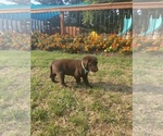 Small Photo #6 Labrador Retriever Puppy For Sale in BROOKLYN, CT, USA