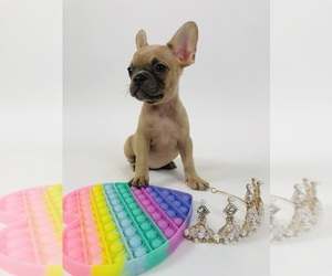 French Bulldog Puppy for sale in ATLANTA, GA, USA