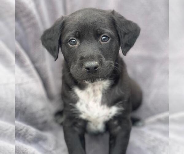 Medium Photo #1 Labrador Retriever-Unknown Mix Puppy For Sale in San Diego, CA, USA