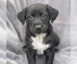 Labrador Retriever-Unknown Mix Dogs for adoption in San Diego, CA, USA